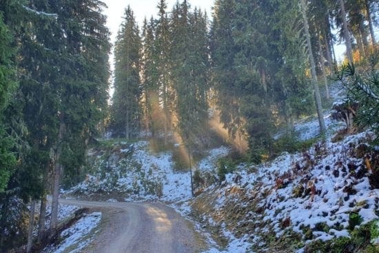 Auf dem Weg mit dem MTB zur Kemahdhöhe, kommen schon die Sonnenstrahlen durch den Wald