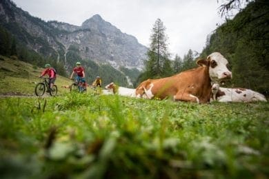 MTB-Tour Flachau, ©SalzburgerLand Tourismus, Bild von David Schultheiss