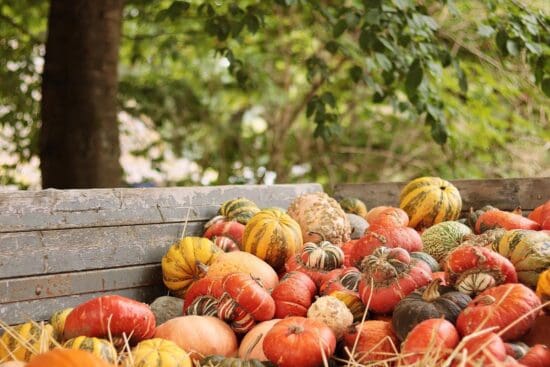Bauernherbst Kulinarik - eine bunte Genuss-Zeit (Foto©pixabay)